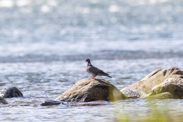 Common wood pigeon on a rock