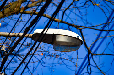 A street light is hanging from a tree branch. The light is white and the sky is blue.