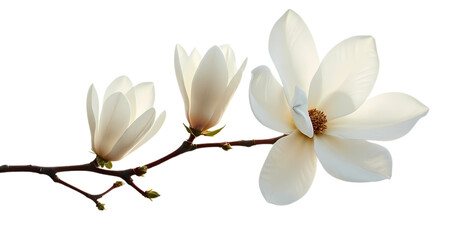 white magnolia flower