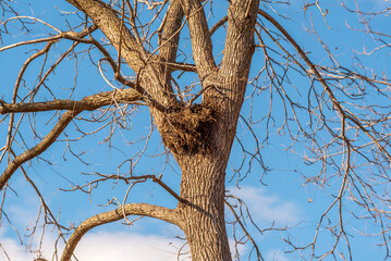 Large Empty Bird Or Squirrel Nest In Bare Trees in Fall In De Pere, Wisconsin