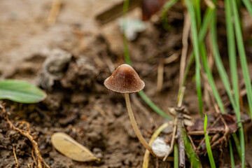 An idyllic outdoor scene featuring a grouping of small, brown mushrooms growing on a lush green grassy ground