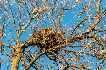 Large Empty Bird Or Squirrel Nest In Bare Trees in Fall In De Pere, Wisconsin