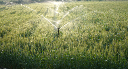 Irrigation system sprinkler watering a wheat field, India.
