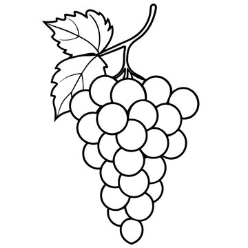 recommend clip art: Vine with Grapes Hanging line art vector