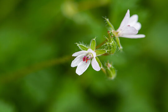 Sweet Scented Geranium flowers or Rose Geranium, Wild Malva in St. Gallen, Switzerland. Its Latin name is Pelargonium Graveolens Syn Geranium Terebinthinaceum native to South Africa.