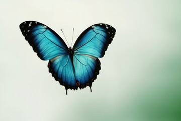 Obraz premium A blue butterfly flying through the air