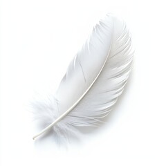 Obraz premium White Feather Isolated on a White or Transparent Background, Simple Style