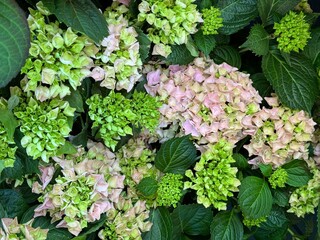 Hydrangea macrophylla flowers pink green blossom 