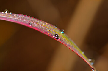 morning dew on a wild plant