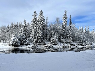 Snow covered evergreens on bank of open cold river 