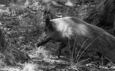 Wild boar (Sus scrofa) in the forest