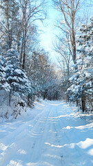 Winter forest landscape with snow-covered branches of trees and firs and a road in snowdrifts. Winter road in the snow of the forest.
