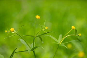 Kashubian Buttercups in flower in spring. Buttercup kashubian (Ranunculus cassubicus) blooms in the wild in the old manor park.  Yellow flower tots on a green background. 
