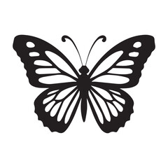 butterfly illustration