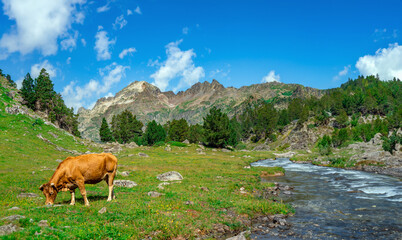 Naklejka premium Brown cow grazing in a wonderful large open green mountain meadow with a river next to it and Pyrenean mountains in the background under a clear blue sky.