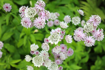 White and pink Astrantia flowers blooming in the English garden