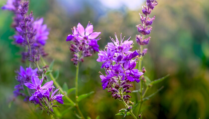 Obraz premium A bunch of purple flowers are in a field