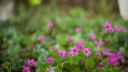 Obraz premium pink flowers