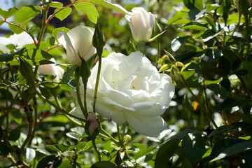 white rose flower