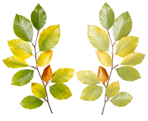 Zwei symmetrische Zweige mit grünen, gelben und braunen Buchenblättern zeigen die Übergänge des Herbstes in einer harmonischen Anordnung, auf transparentem Untergrund
