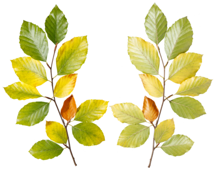 Zwei symmetrische Zweige mit grünen, gelben und braunen Buchenblättern zeigen die Übergänge des Herbstes in einer harmonischen Anordnung, auf transparentem Untergrund