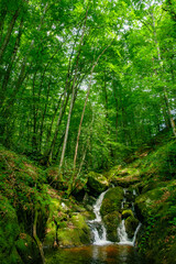 Fototapeta premium Small stream, waterfall and undergrowth of the Tarn in the Commune of Lamontélarié in France
