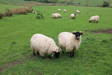 Fototapeta premium Landscape with sheep field in countryside of England, UK