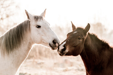 two horses playing in beautiful morning winter sun in paddock paradise equine habitat system