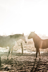 two horses playing in beautiful morning winter sun in paddock paradise equine habitat system