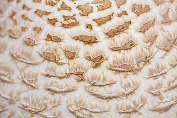 CloseUp View of a Unique Mushroom Cap Showcasing Its Intricate and Beautiful Patterns