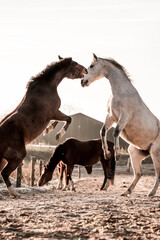 two horses playing in beautiful morning winter sun in paddock paradise equine habitat system