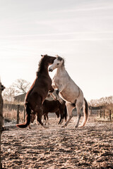 two horses playing in beautiful morning winter sun in paddock paradise equine habitat system