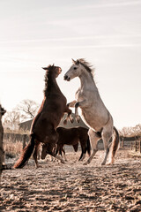 two horses playing in beautiful morning winter sun in paddock paradise equine habitat system