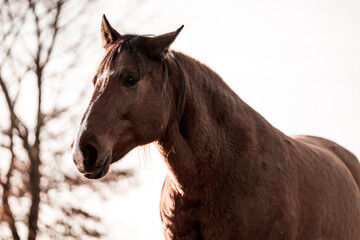 two horses playing in beautiful morning winter sun in paddock paradise equine habitat system