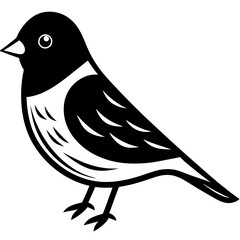 A cute siskin white background. A cute siskin. Design.