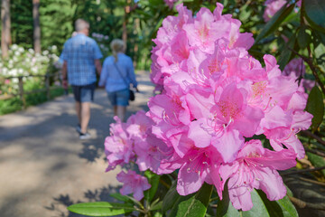 Rhododendron blooms in a European park: June, Haaga Rhododendron Park, a suburb of the Finnish...