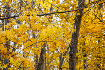 Foliage in the park. Autumn fall leaves of maple trees. Autumn fall leaves in sunlight. Natural autumn background. Autumnal background. Foliage, falling leaves background. Autumn leaf.