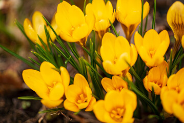 crocus flowers in the garden