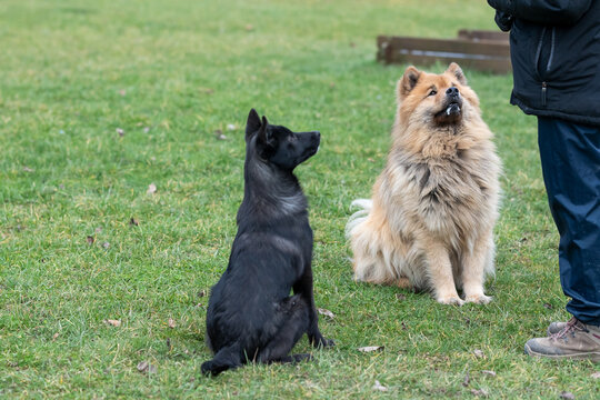 Deux chiens assis attendant l'ordre du maitre