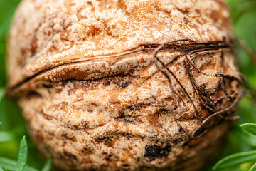 Walnuts, tasty and healthy whole nuts menu concept. food background. copy space. Top view 