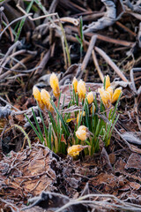 crocus flowers in the garden