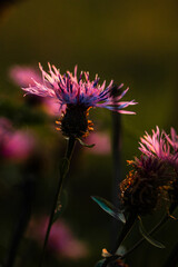 Fioletowe kwiaty przy zachodzącym słońcu © Theoluskaa