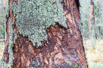 Close-up of a tree trunk damaged by a bark beetle. Environmental protection.