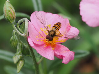 Bzyg prążkowany (Episyrphus balteatus) na różowym kwiatku w ogrodzie
