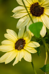 yellow snflower and bee in garden
