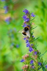 bee on the hyssop flowers
