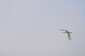 Great Egret, Ardea alba in flight