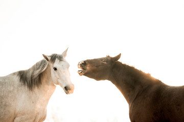 two horses playing in beautiful morning winter sun in paddock paradise equine habitat system