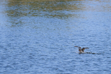 View of a Shoveler duck landing on the water, Spatula clypeata