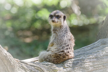 surykatka siedzi na drzewie i obserwuje otoczenie © Henryk Niestrój